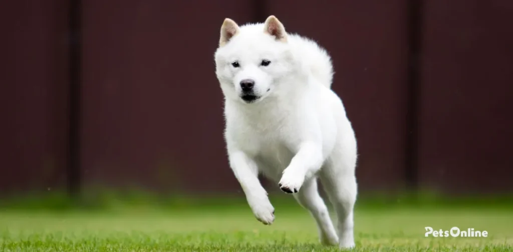 hokkaido dog breed photo 3