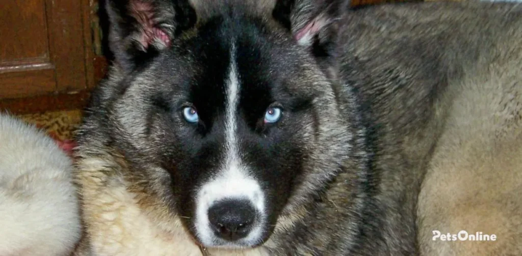 huskita dog breed photo 01