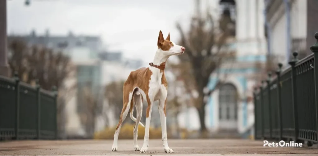 ibizan hound dog breed photo 3