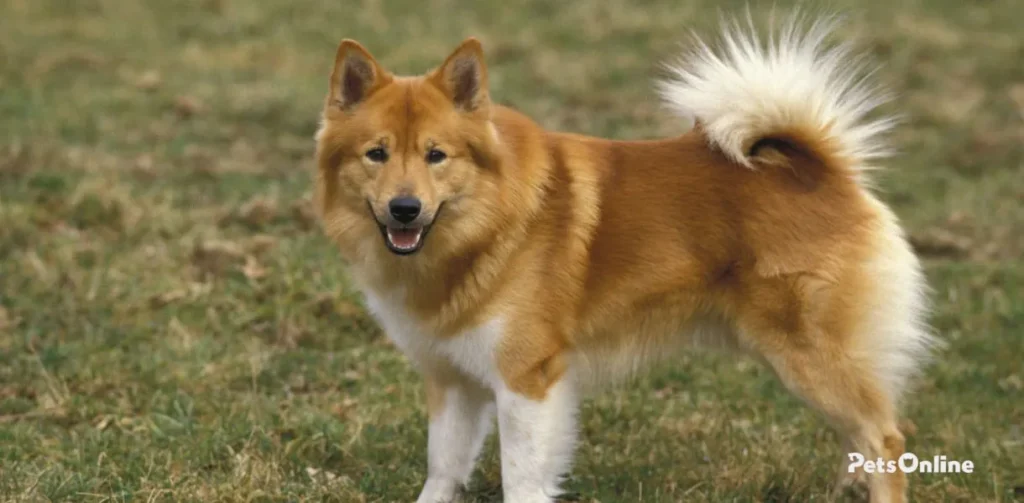 icelandic sheepdog dog breed photo 4