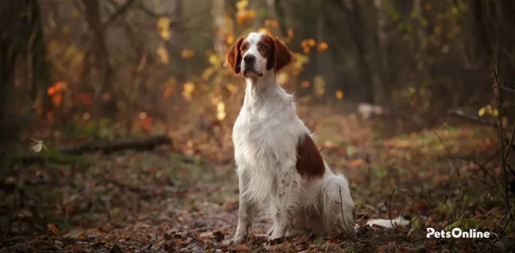 irish red and white setter dog breed photo 1