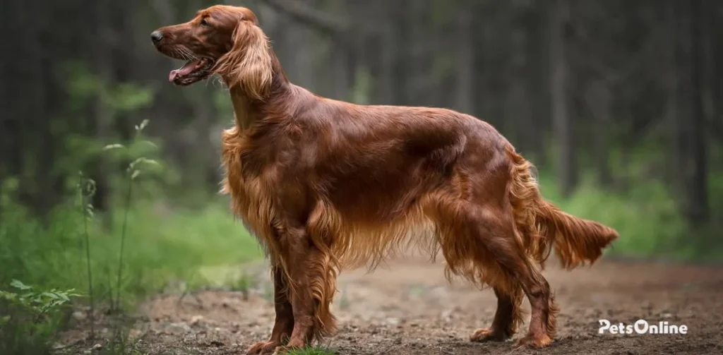 irish red and white setter dog breed photo 4