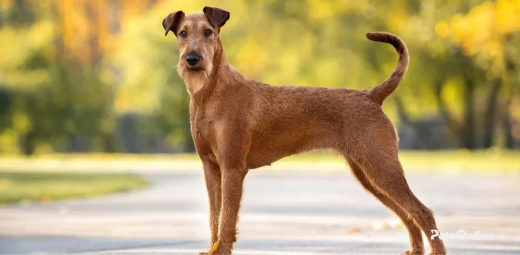 irish terrier dog breed photo 4