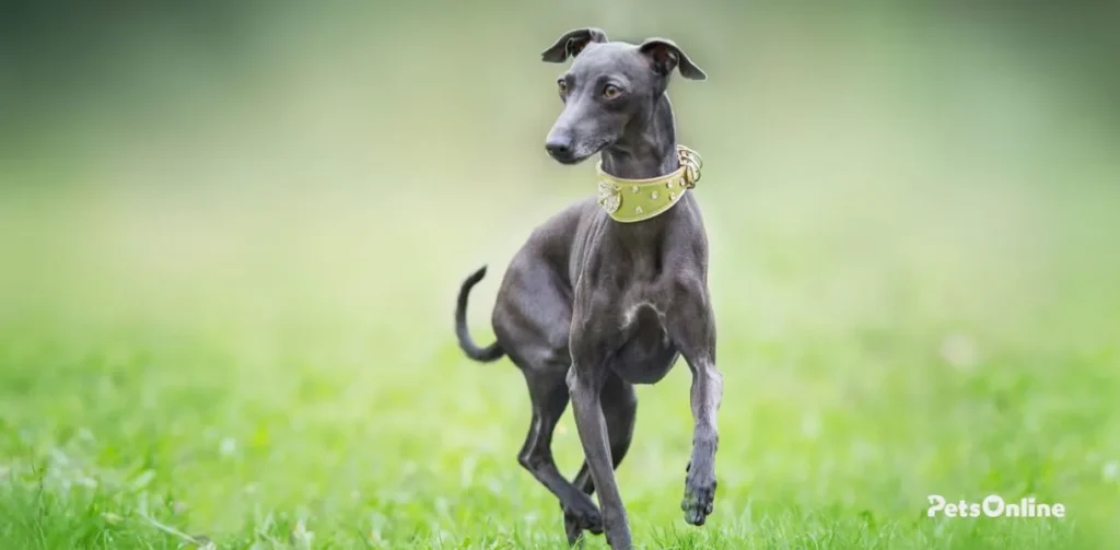 italian greyhound dog breed photo 4