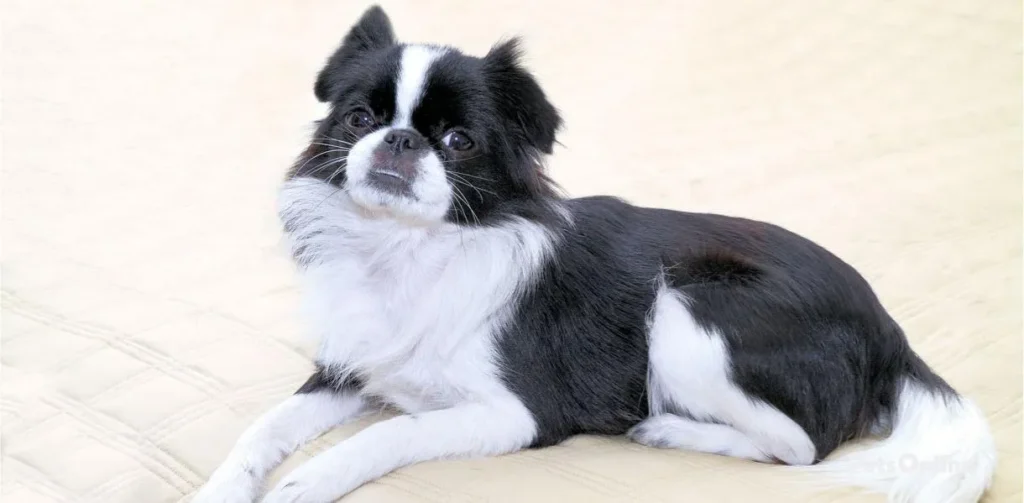 japanese chin dog breed photo 1