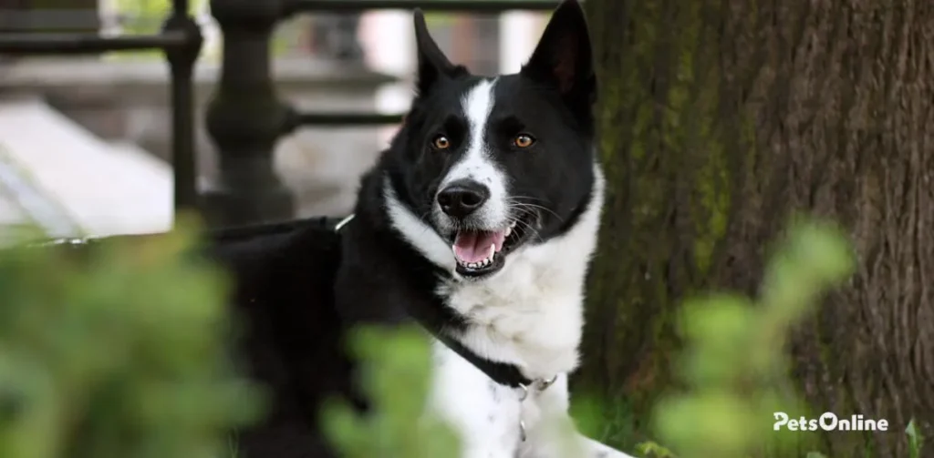 karelian bear dog breed photo 3