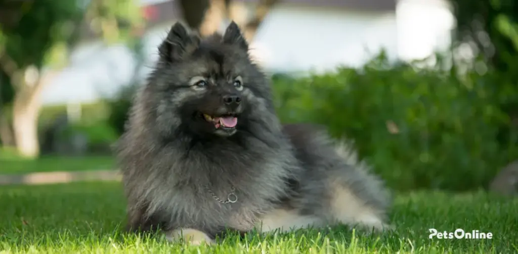 keeshond dog breed photo 2