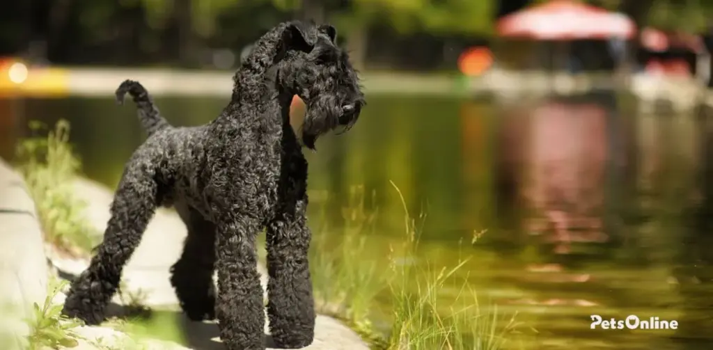 kerry blue terrier dog breed photo 1