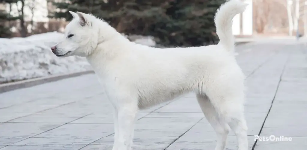 kishu ken dog breed photo 3