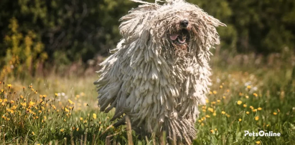 komondor dog breed photo 3