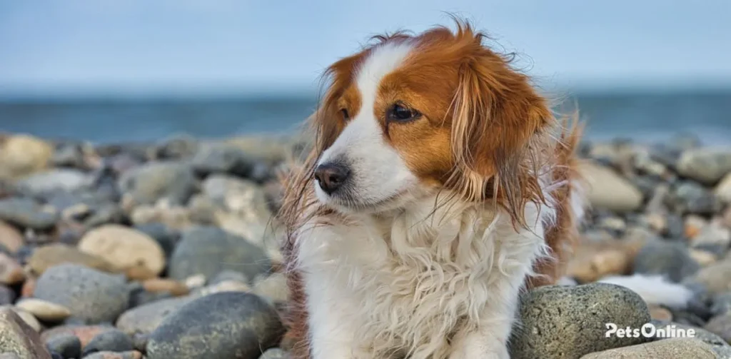 kooikerhondje dog breed photo 1