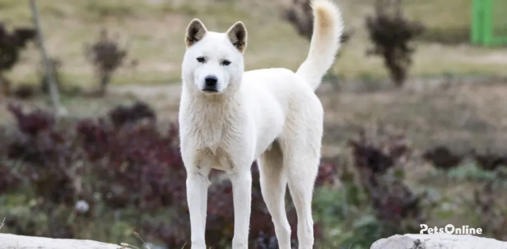 korean jindo dog breed photo 3