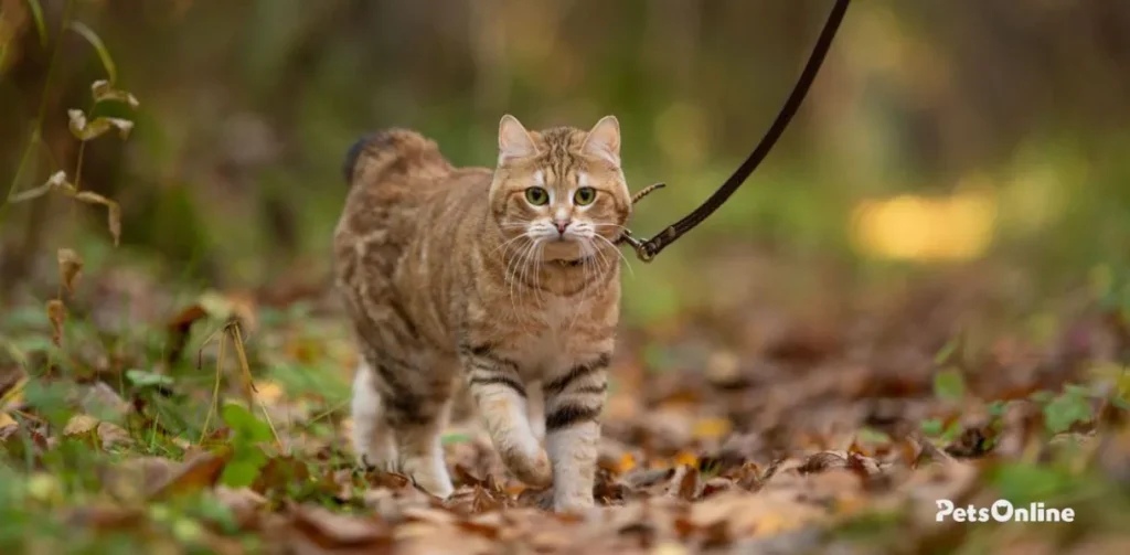 kurilian bobtail cats breed photo 2