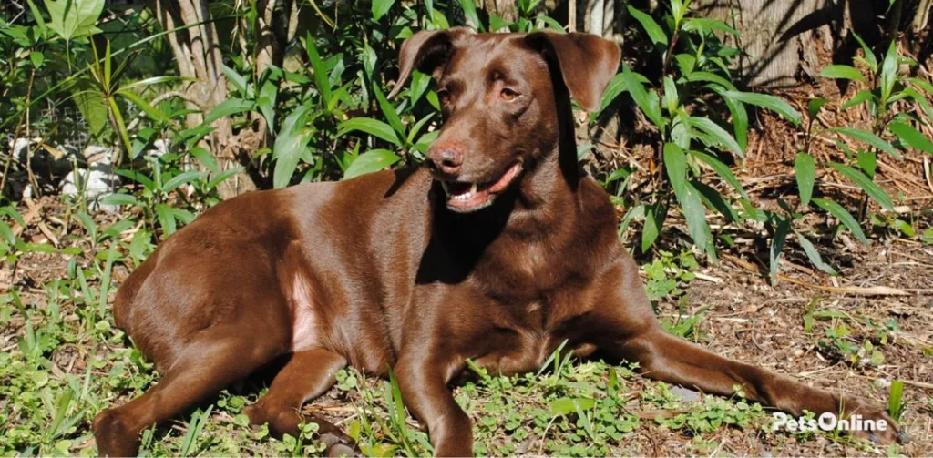 labmaraner dog breed photo 3