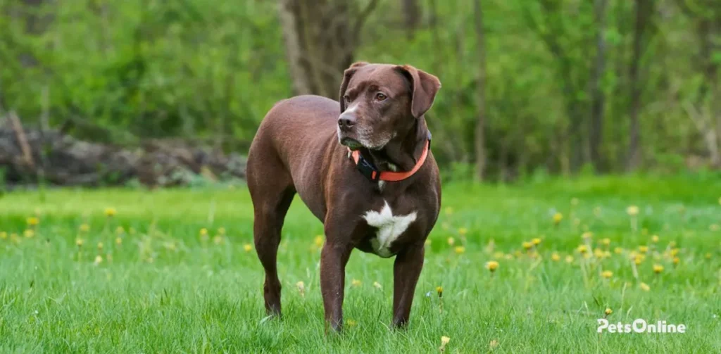 labrabull dog breed photo 4