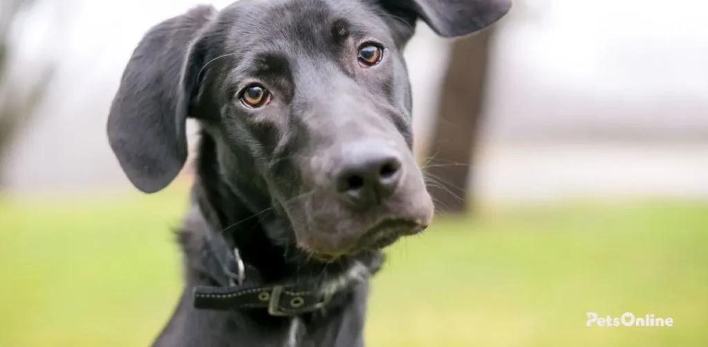 labradane dog breed photo 2