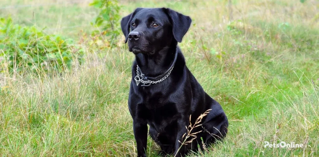 labrastaff dog breed photo 2