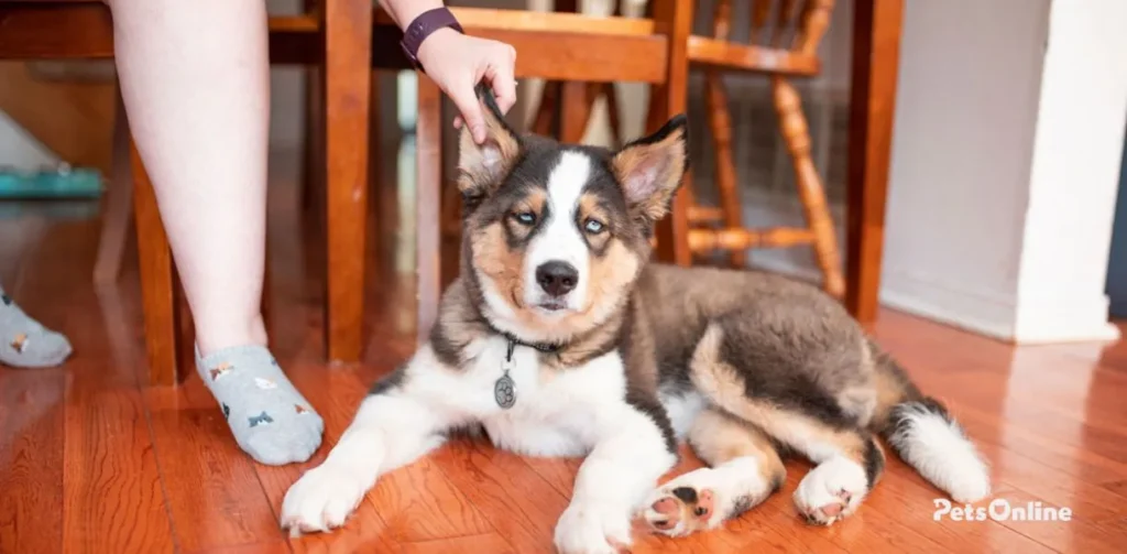 labsky dog breed photo 1