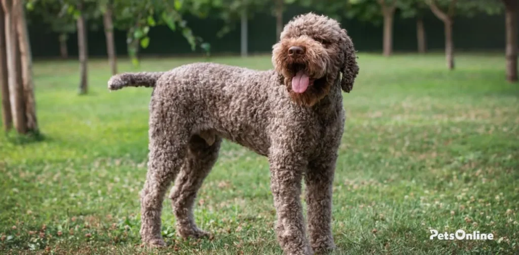 lagotto romagnolo dog breed photo 3