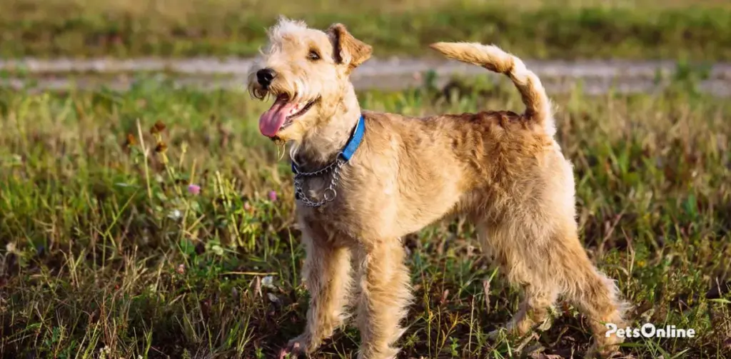 lakeland terrier dog breed photo 4