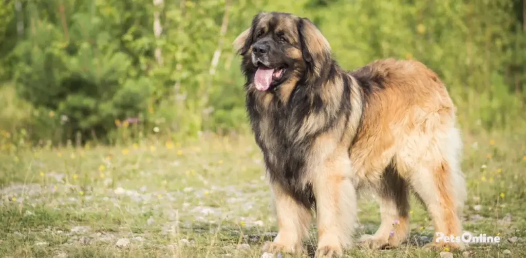 leonberger terrier dog breed photo 4