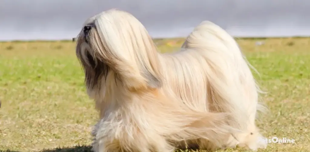 lhasa apso dog breed photo 1