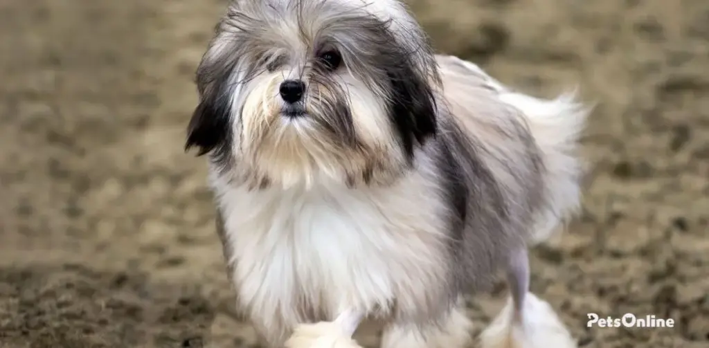 löwchen dog breed photo 4