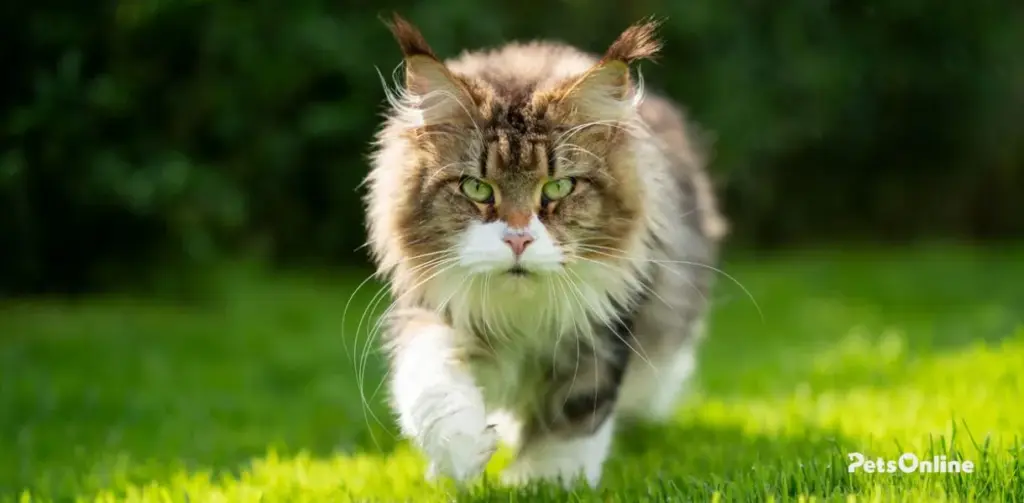 maine coon cat breed photo 3