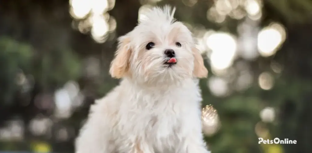 maltese dog breed photo 2