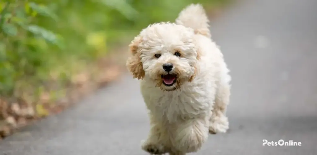 maltipoo dog breed photo 3