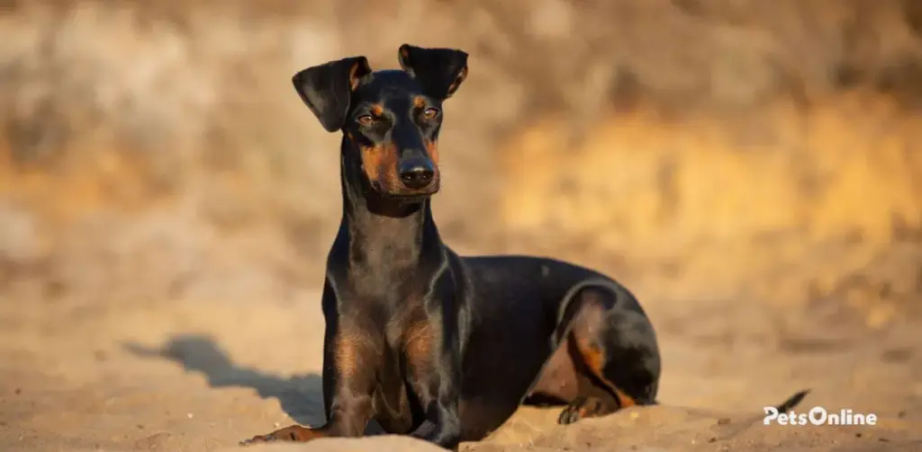 manchester terrier dog breed photo 2