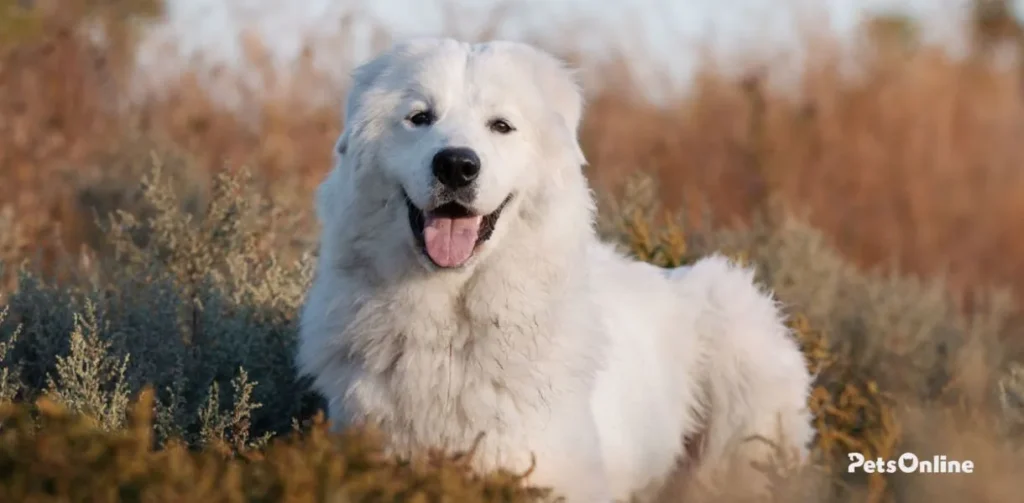 maremma sheepdog dog breed photo 1