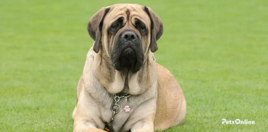 mastiff dog breed photo 2