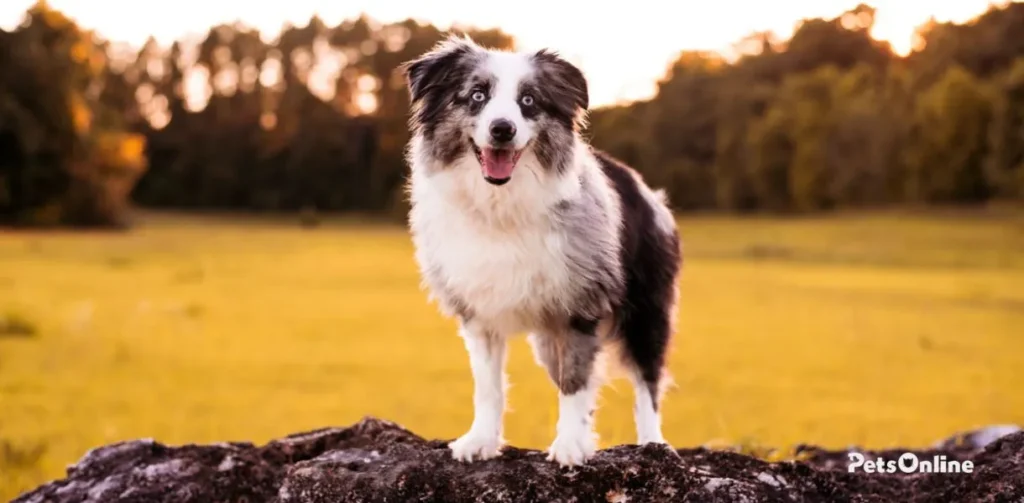 mini australian shepherd dog breed photo 3