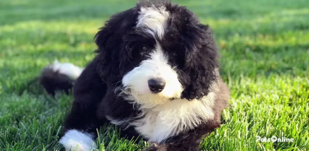 mini bernedoodle dog breed photo 4