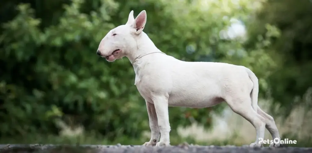 mini bull terrier dog breed photo 1