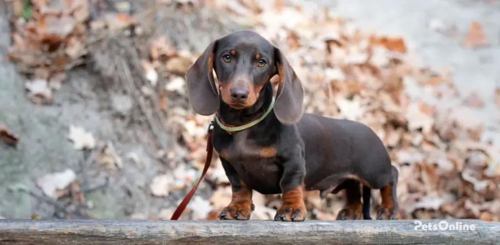 mini dachshund dog breed photo 2