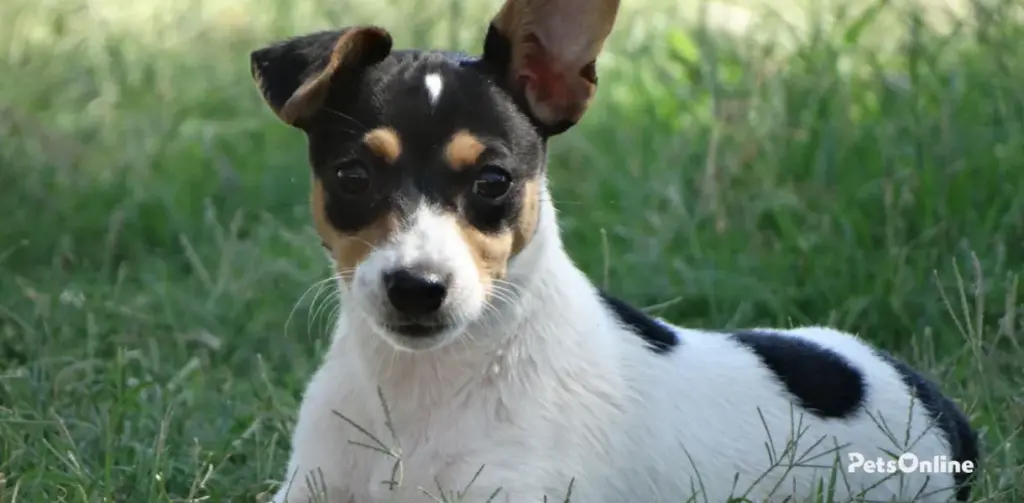 mini fox terrier dog breed photo 2