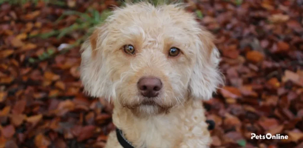 miniature labradoodle dog breed photo 2