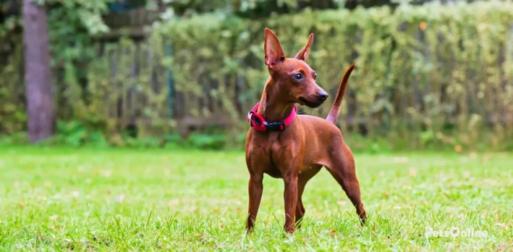 miniature pinscher dog breed photo 1