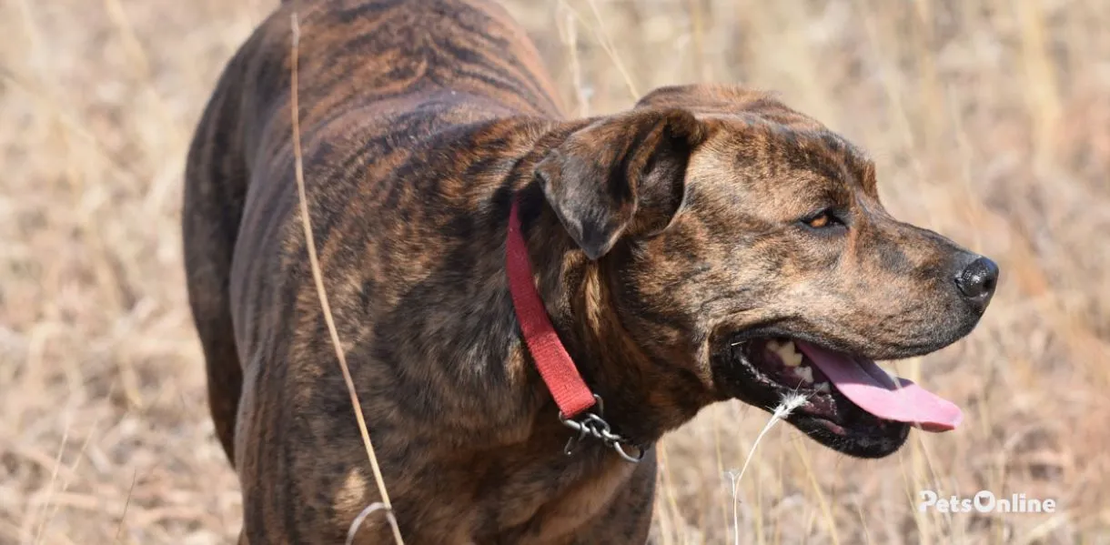 mountain cur dog breed photo 1