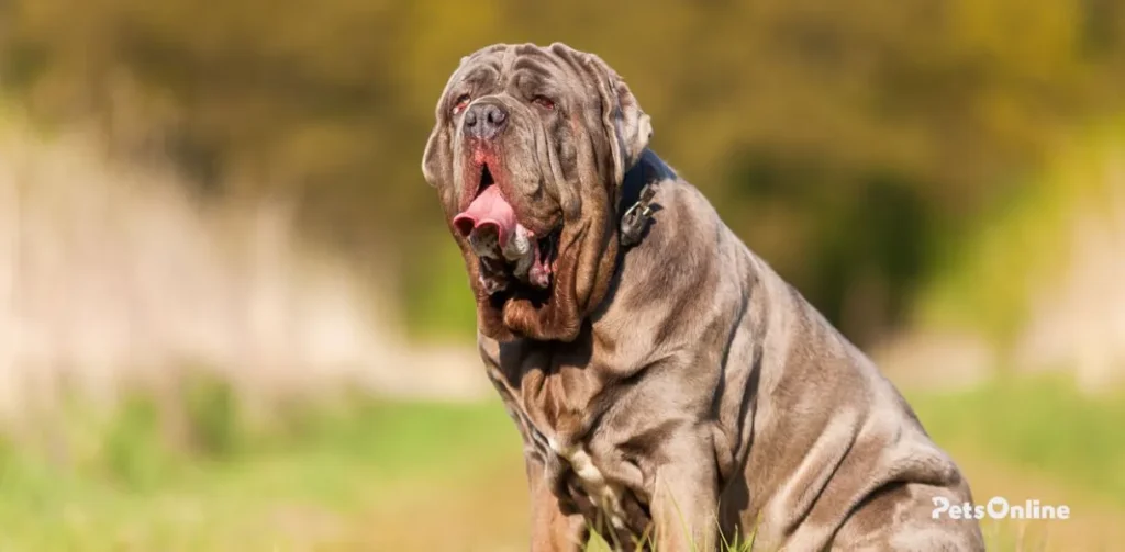 neapolitan mastiff dog breed photo 1