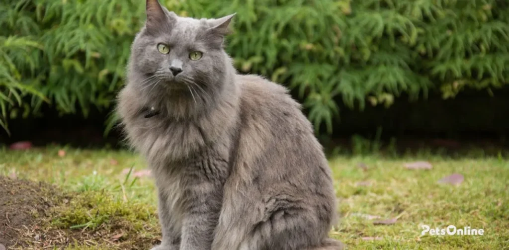 nebelung cat breed photo 2