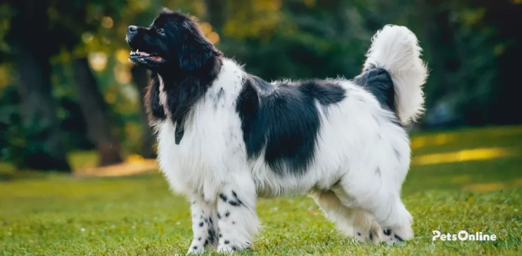 newfoundland dog breed photo 1