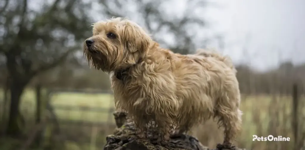 norfolk terrier dog breed photo 2