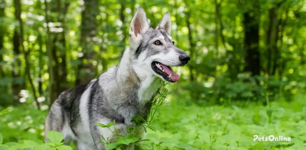 northern inuit dog breed photo 4