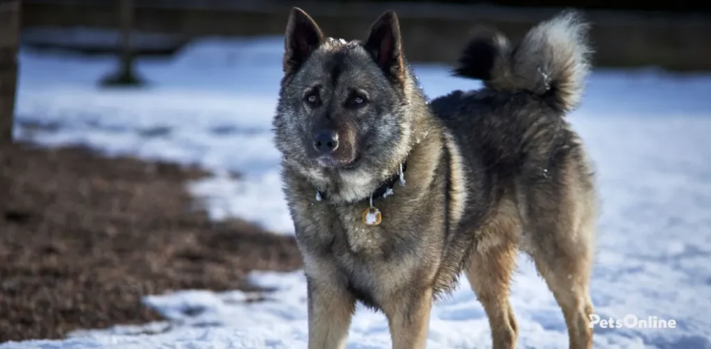 norwegian elkhound dog breed photo 4