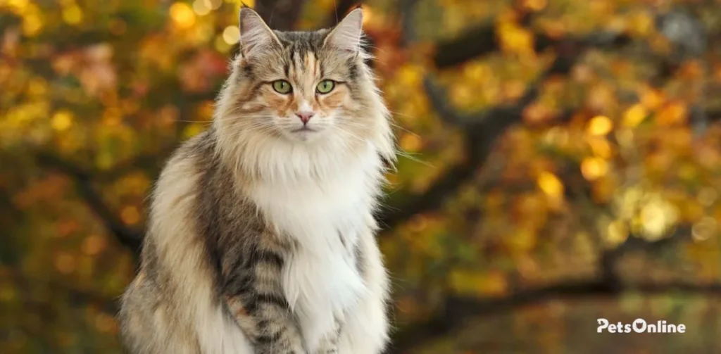 norwegian forest cat breed photo 1