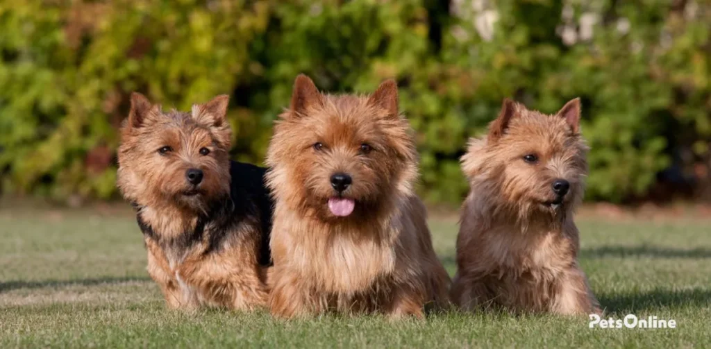 norwich terrier dog breed photo 1