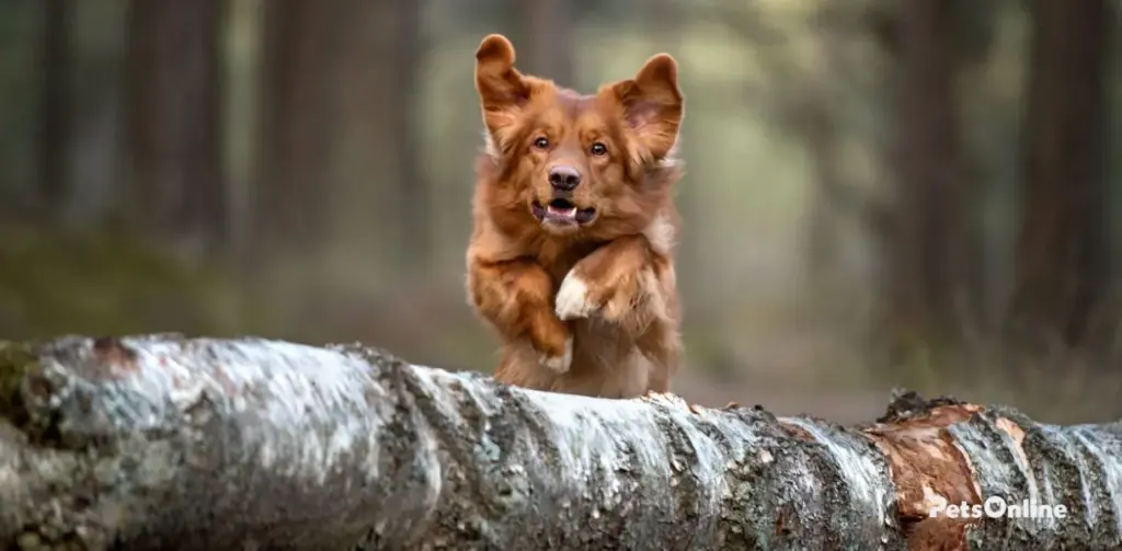 nova scotia duck tolling retriever dog breed photo 4